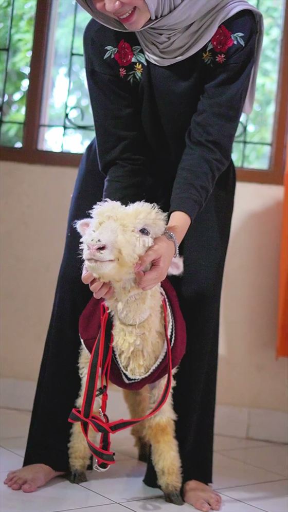 Merino, dressed up — Video &middot; 01